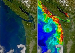 Figure 16 Algal Bloom Washington and Vancouver Island coast 2004