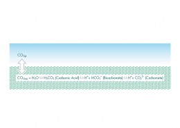 Info Box 15 Ocean carbonate system